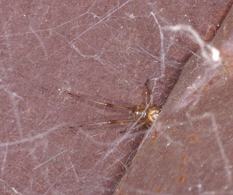 Latrodectus_hasselti_D3404_Z_85_E. of Nuendah homestead_Australie.jpg